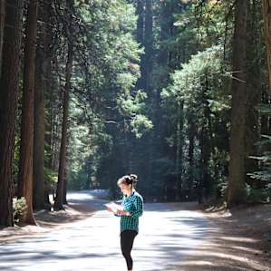 forest