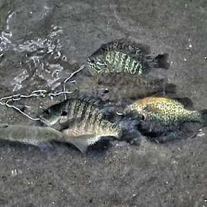 Large Sunfish are plentiful in the lakes that surround this campground .