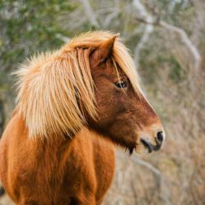 Beautiful Wild Ponies inhabit the park