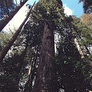 forest