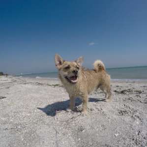 This is the dog beach accessible from the park. Most of the dogs there are off leash so be warned if your dog does not play well with others!