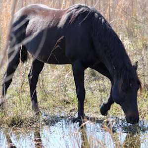 Paynes Prairie Campground