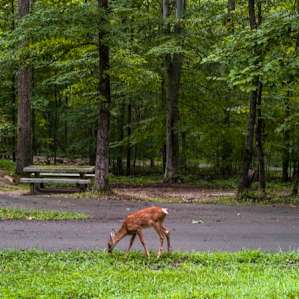 Deer roaming the campground.