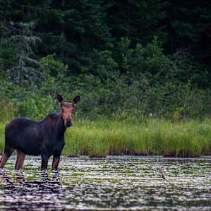 We saw a moose from our canoe
