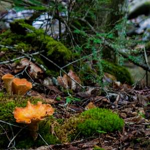Chanterelles