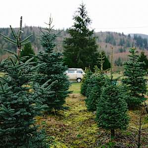 Elwha peeking out through the trees.