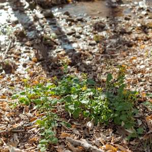 Plenty of vegetation runs along the creek's path.