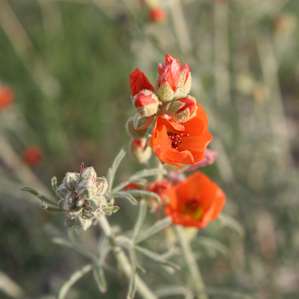 So many lovely wildflowers!