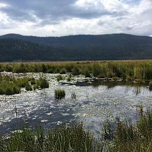 Marshy grassland
