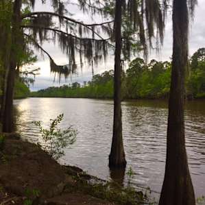 Cyprus Bayou just outside the park, your paddling trail into Caddo Lake