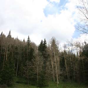 Peaceful meadow
