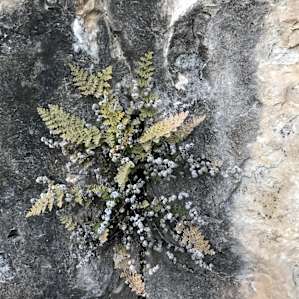 Beautiful rock