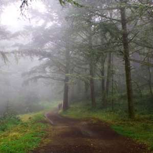 Foggy Morning Hike to Sky Trail. September 2016