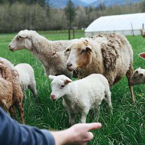 A few of the sheep were timid, but most will come right up to you as long as you have food in hand!
