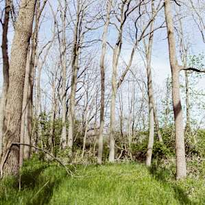 There are lot's of level places near the creek to pitch your tent! This is one!