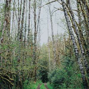 forest