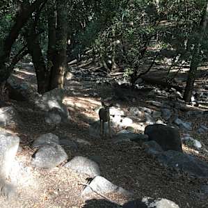Spruce Grove Trail Camp