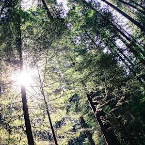 Beautiful tree canopy!