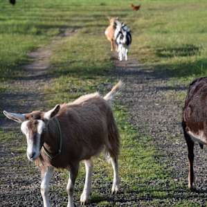 Friendly goats guard the gate on the road to the campsites