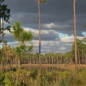The lake at Long Pine Key Campground