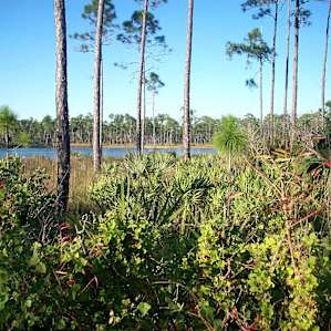 Typical campground scenery