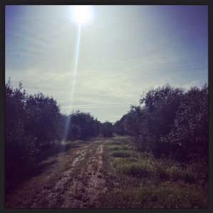 Morning in the Olives!