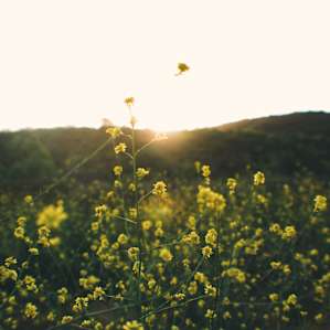 Beautiful small meadows surround the campsite loops, giving opportunity to great morning sunrise walks.