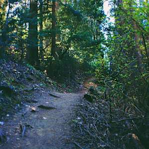 So many trees, ample shade made for a satisfactory hike.