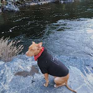 Pup loved sniffing around camp and watching the Merced flow by.