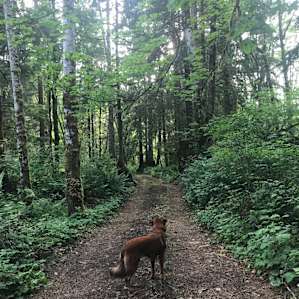 There's a path to some other campgrounds that are being built and firewood.