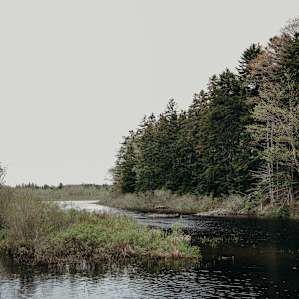forest water