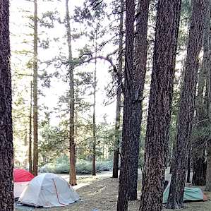 Nice set up amongst the tall trees