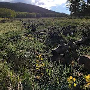Meadow behind the campground