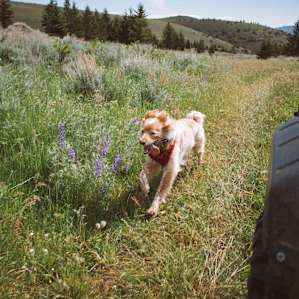 Dylan having the time of her life, living out her ranch dog dreams.