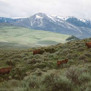 Some of the Ellison Ranch cattle (in what I believe to be cow paradise).