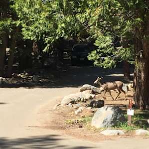 Lodgepole Campground