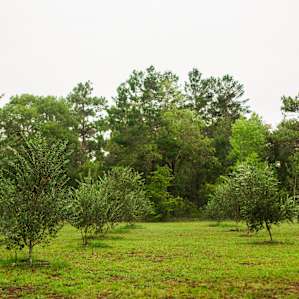A few rows of Olive Trees which you can purchase!