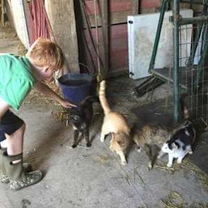 Tim stopped by one morning to see if the kids wanted to help with the chores. They were able to get some eggs out of the chicken coop, feed and water the alpacas and feed the dogs.