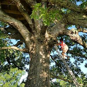 Big Oak Treehouse