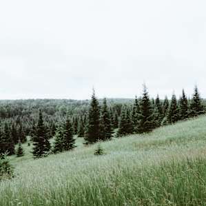 A view of the Christmas tree farm below our hilltop campsite.