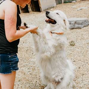 The guard dogs sound intimidating (it's their job!), but once they get to sniff you, they are super sweet!