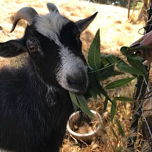 This goat made my sisters day