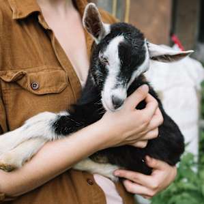animal goat