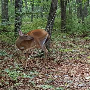 A deer on the edge of our campsite at Sherando Lake