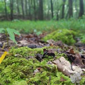 Mossy glade on a cool summer evening