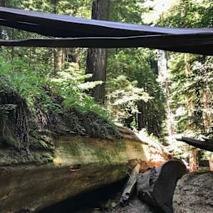 The Dyerville Giant; just up the road from the campground at Founders Grove.