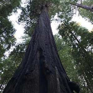 Redwood with burn scarring.