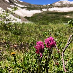 Wild flowers in bloom