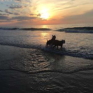 My adventure pups enjoying the water