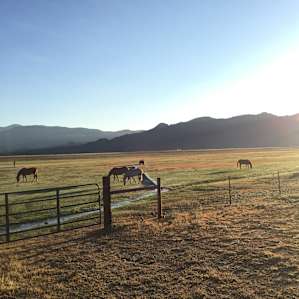 Happy horses